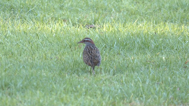 Buff-banded Rail - ML614730167