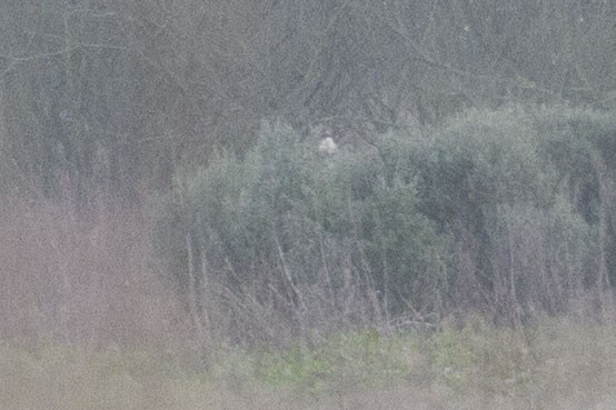 Loggerhead/Northern Shrike - ML614730376