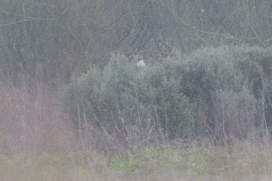 Loggerhead/Northern Shrike - ML614730378