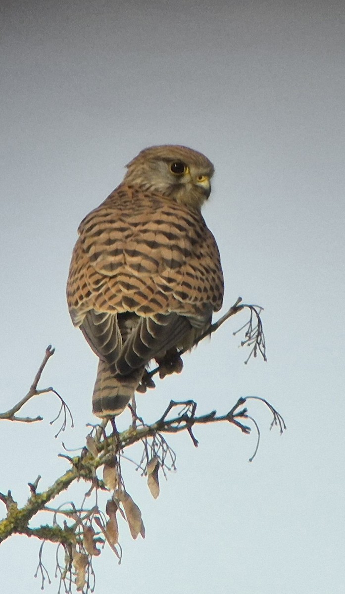 Eurasian Kestrel - ML614730402