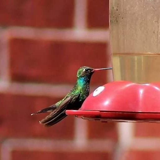 Broad-billed Hummingbird - ML61473041