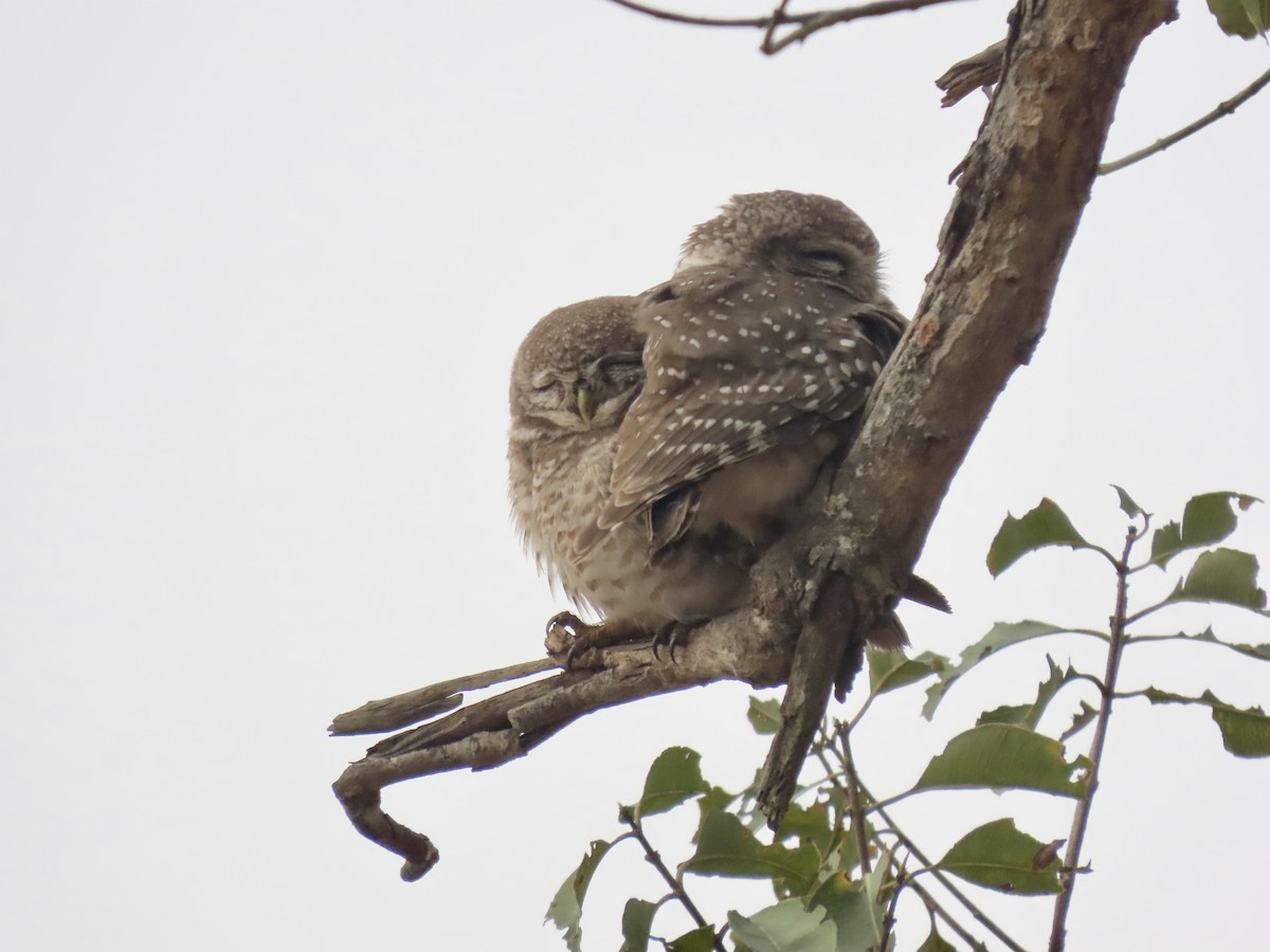 Spotted Owlet - ML614730429