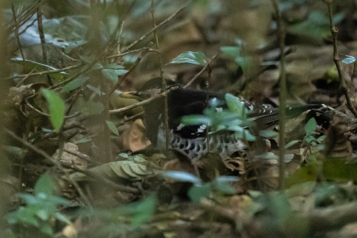 Pied Thrush - ML614730441