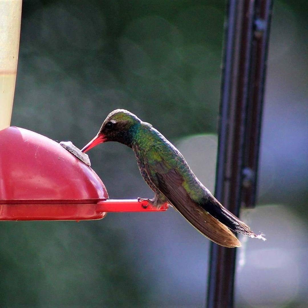 Broad-billed Hummingbird - ML61473051