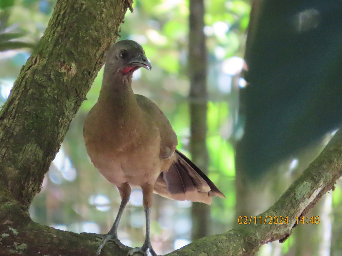 Plain Chachalaca - kathy hart