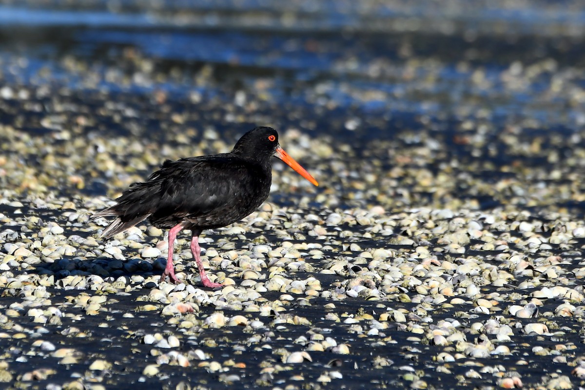 Variable Oystercatcher - Isabel Apkarian