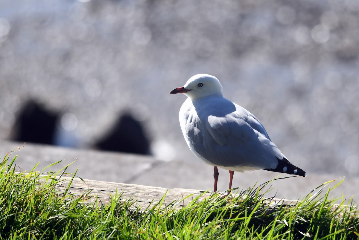 Silver Gull - Isabel Apkarian