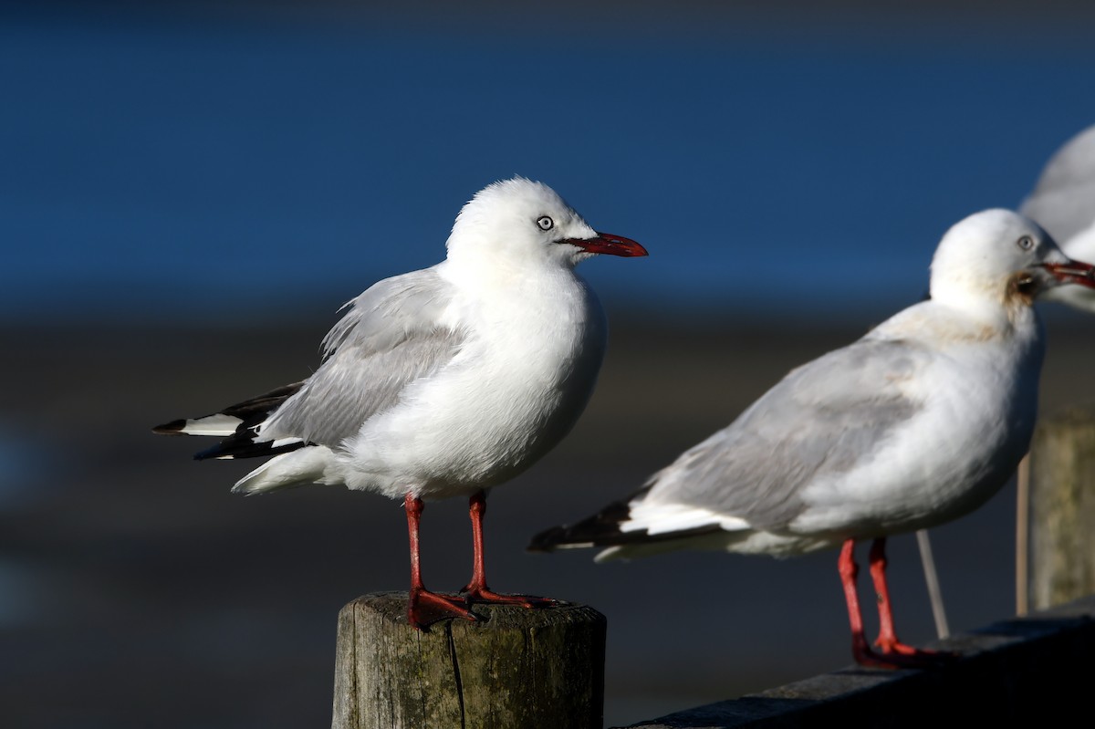 Silver Gull - ML614730584