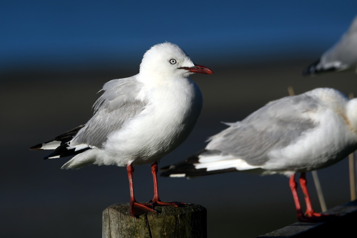 Silver Gull - ML614730585