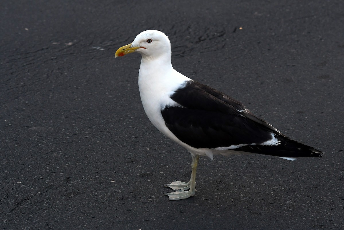 Kelp Gull - ML614730589