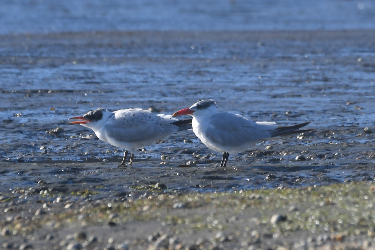 Caspian Tern - ML614730591