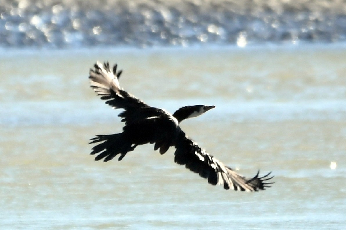 cormorant sp. - Isabel Apkarian