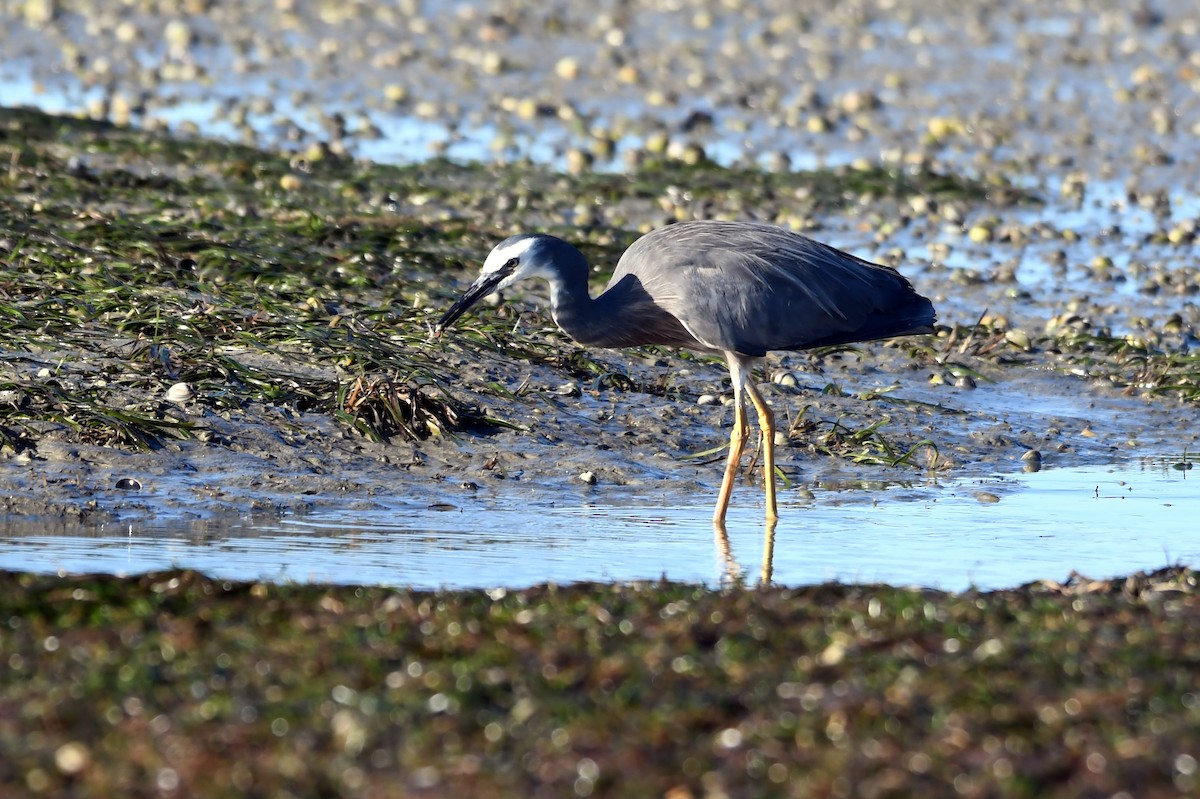 White-faced Heron - ML614730595