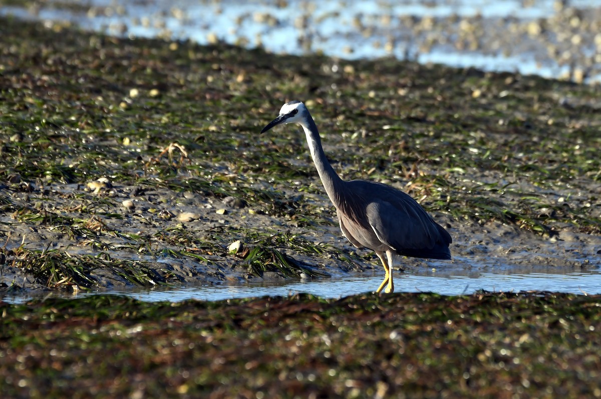 White-faced Heron - ML614730597