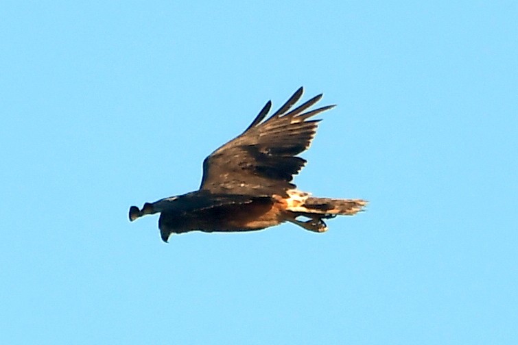 Swamp Harrier - ML614730598