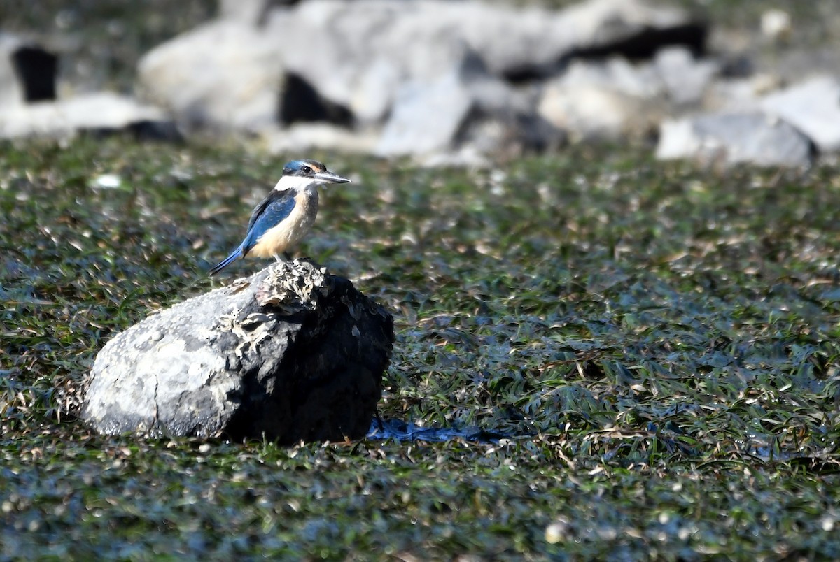 Sacred Kingfisher (New Zealand) - ML614730601
