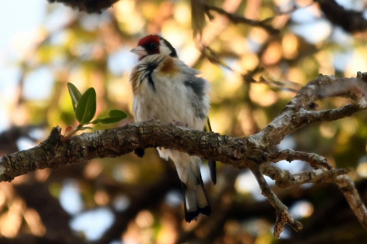 European Goldfinch - Isabel Apkarian