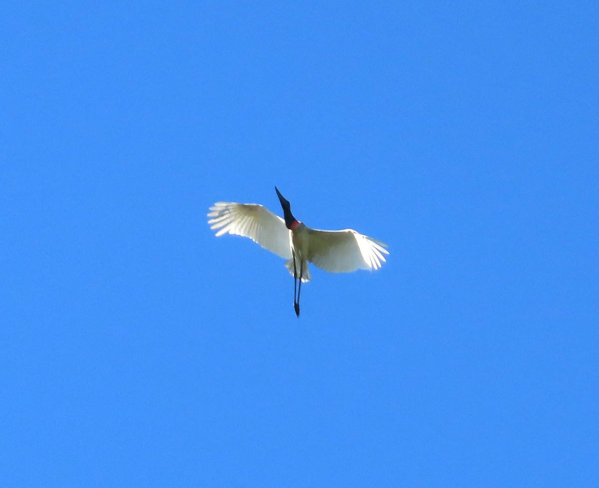 Jabiru d'Amérique - ML614730610