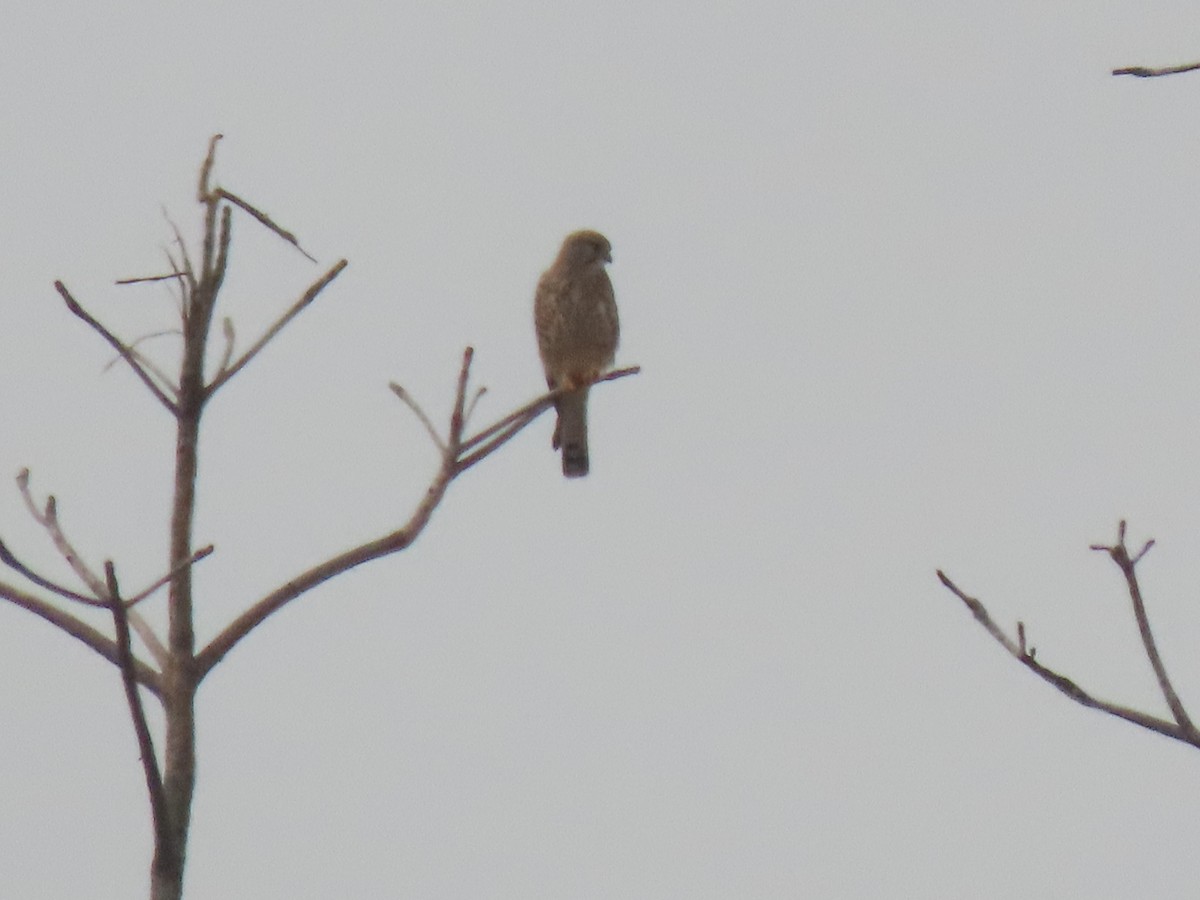 Eurasian Kestrel - ML614730624