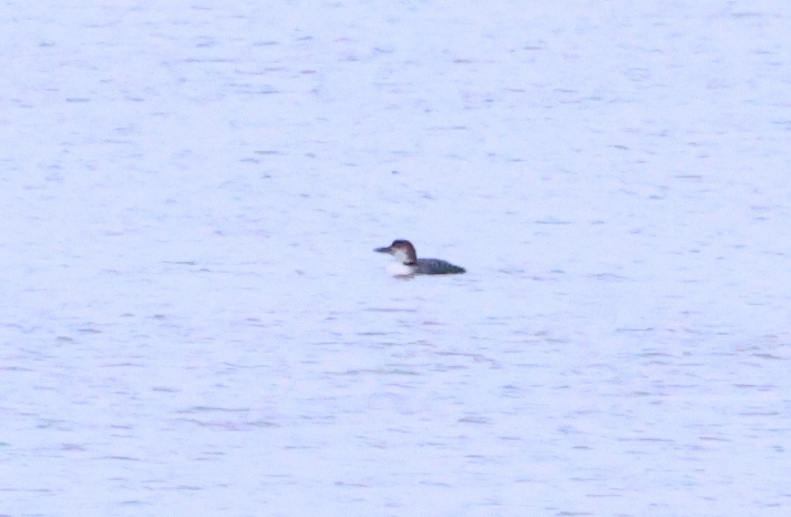 Common Loon - ML614730630