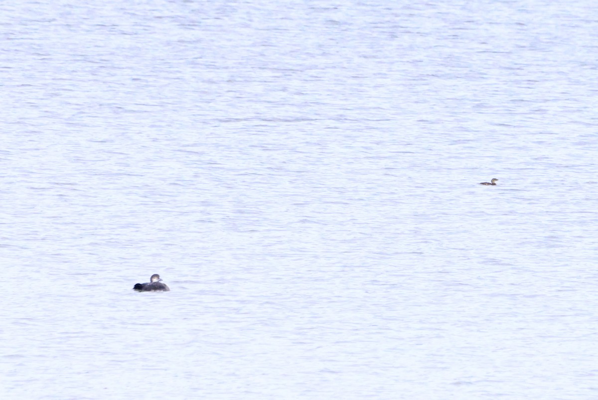 Common Loon - ML614730633