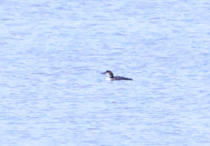 Common Loon - ML614730634