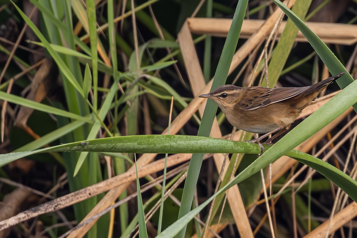 Pallas's Grasshopper Warbler - ML614730699