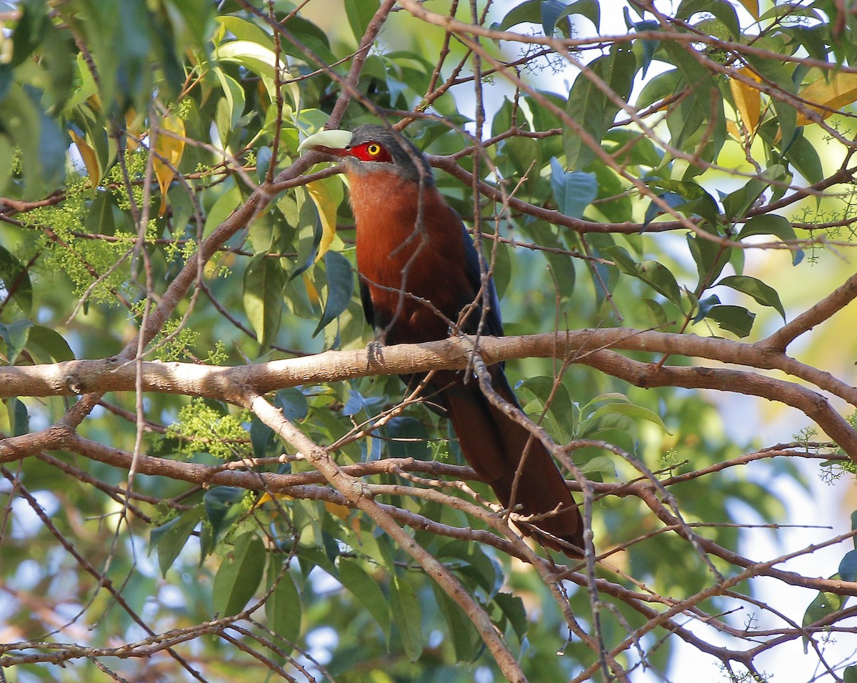 Chestnut-breasted Malkoha - Neoh Hor Kee