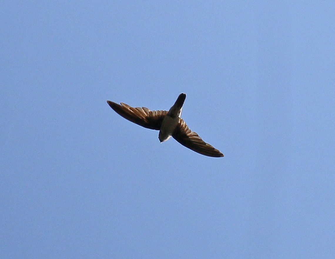 Germain's Swiftlet - ML614730754