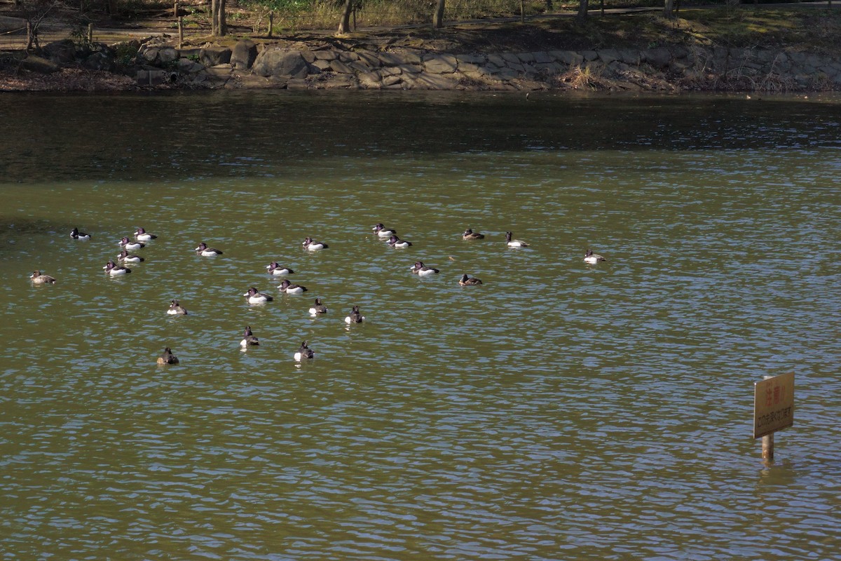Tufted Duck - ML614730758