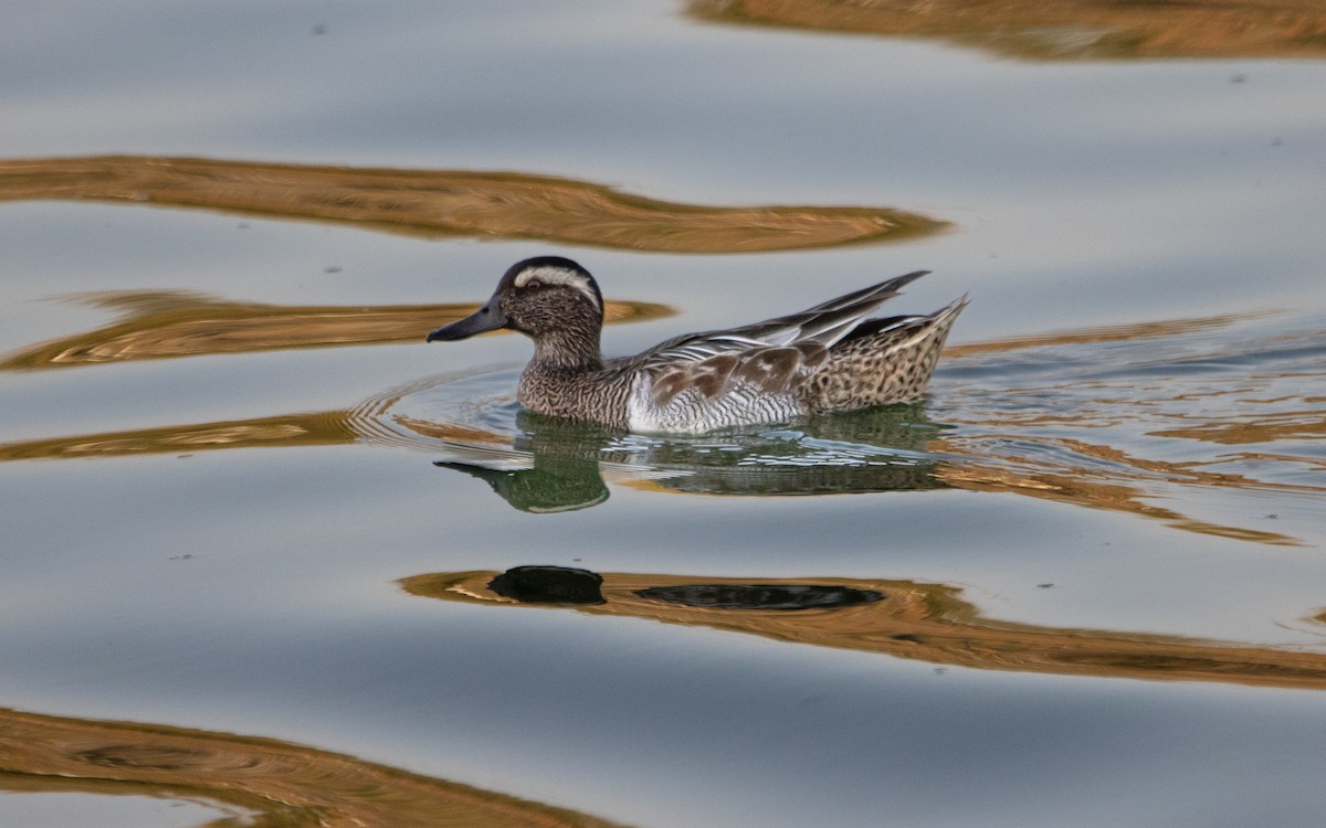 Garganey - ML614730759