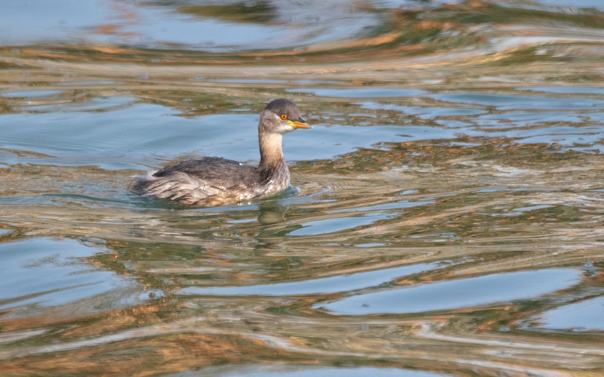 Little Grebe - ML614730760