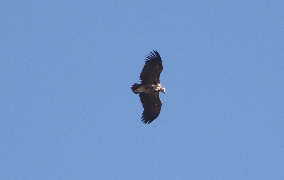 Lappet-faced Vulture - ML614730761