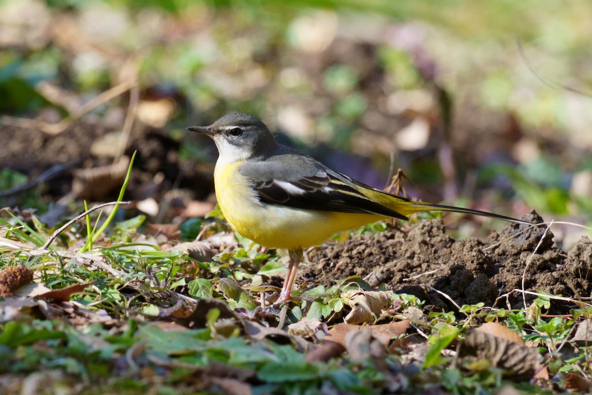 Gray Wagtail - ML614730762