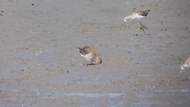 Long-billed Dowitcher - ML614730769