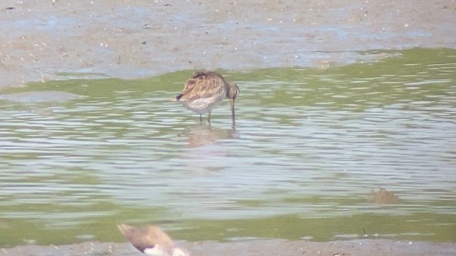 Long-billed Dowitcher - ML614730770