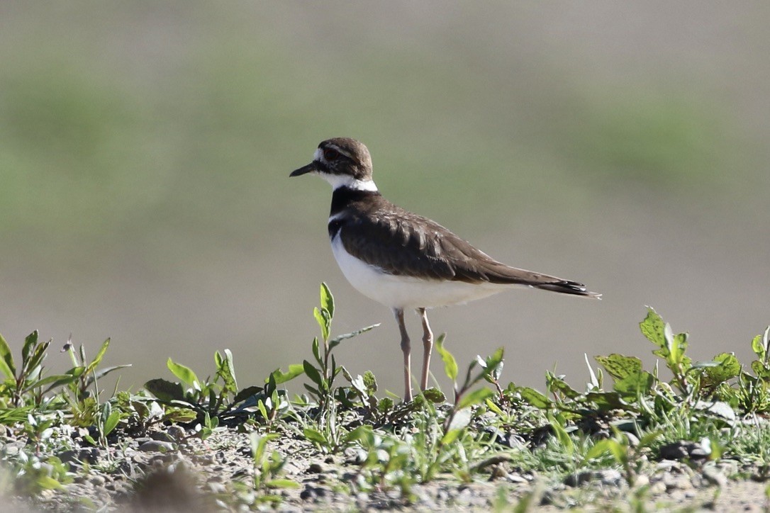 Killdeer - ML614730809