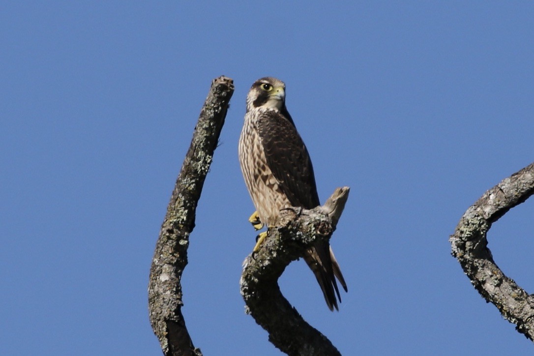 Halcón Peregrino - ML614730818