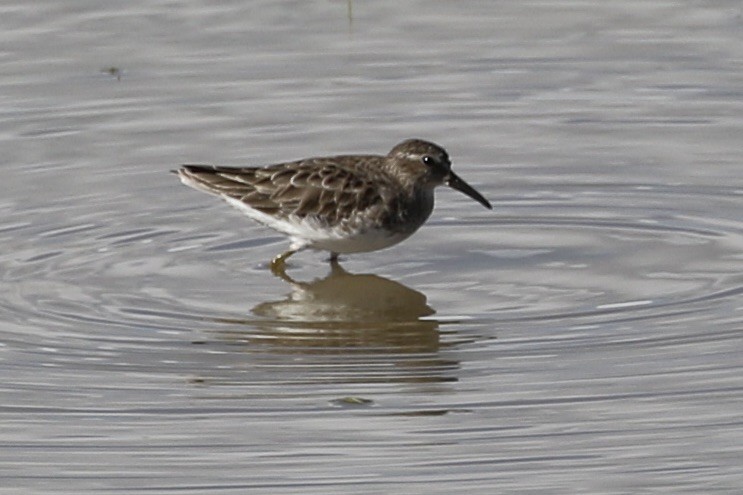 Least Sandpiper - ML614730824