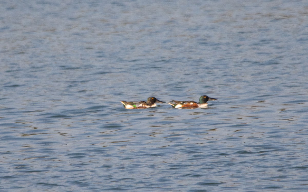 Northern Shoveler - ML614730835