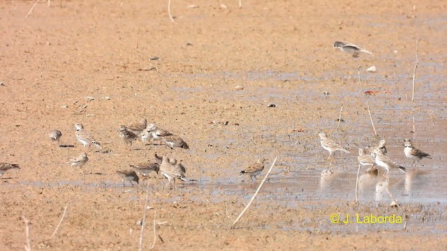 Calandria Común - ML614730890