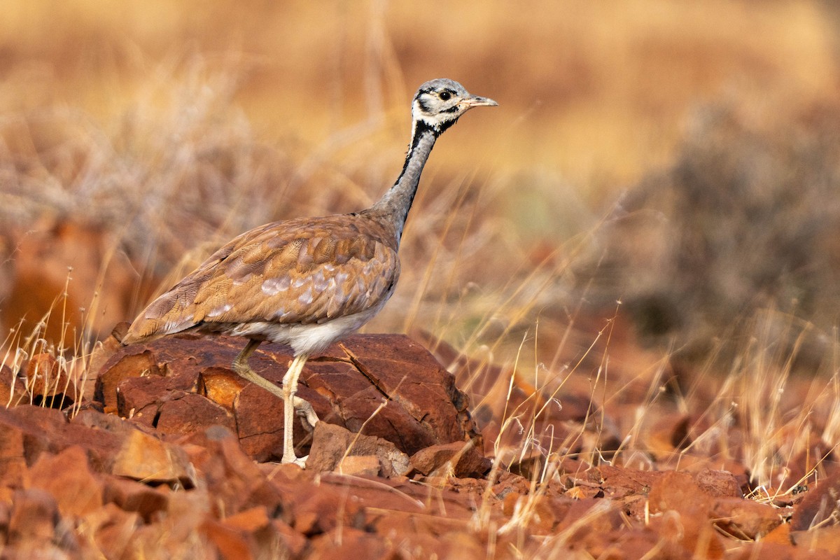 Ludwig's Bustard - Hans van der Hoeven