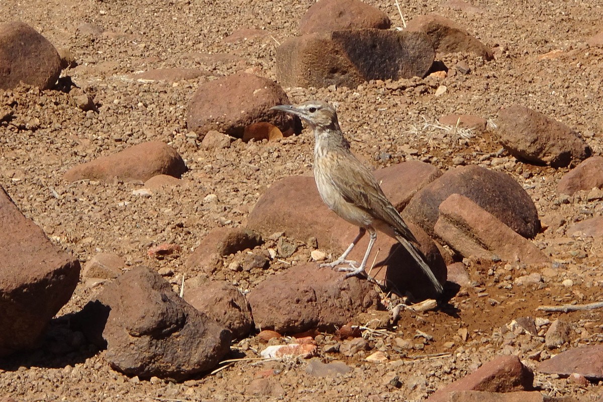 Karoo Long-billed Lark - ML614730977