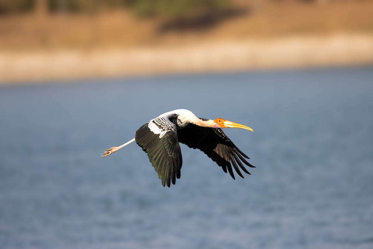 Painted Stork - ML614731001