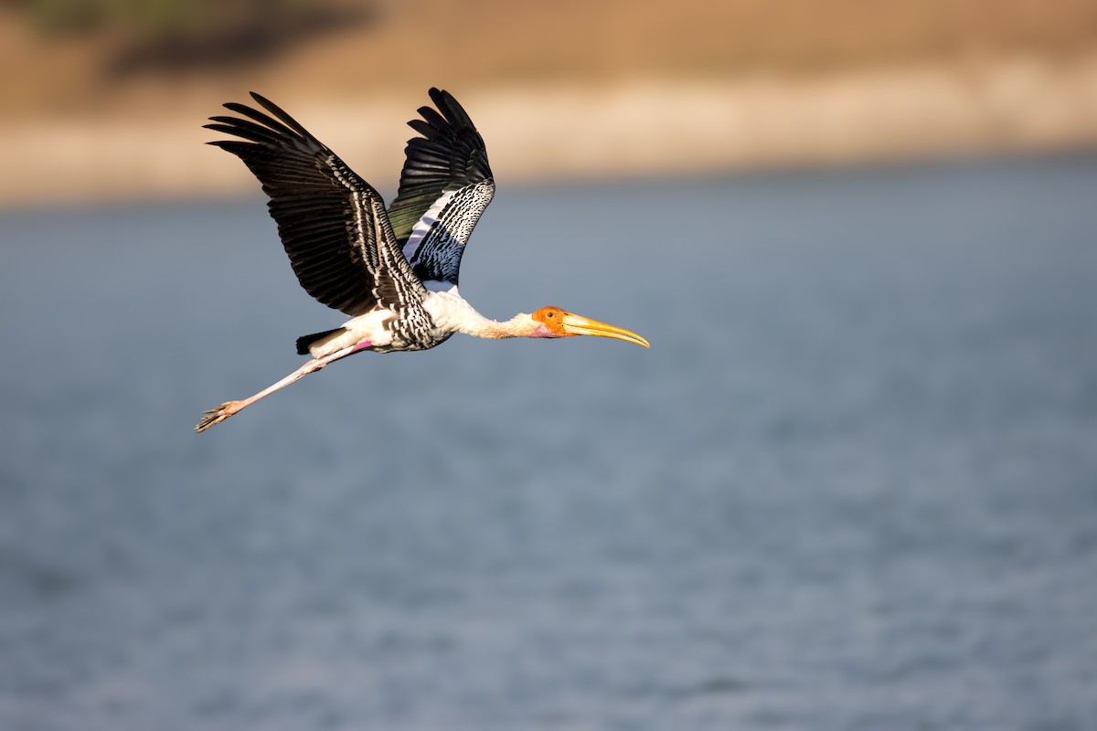 Painted Stork - ML614731002