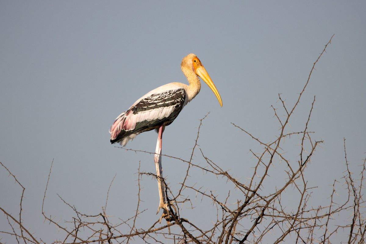 Painted Stork - ML614731003