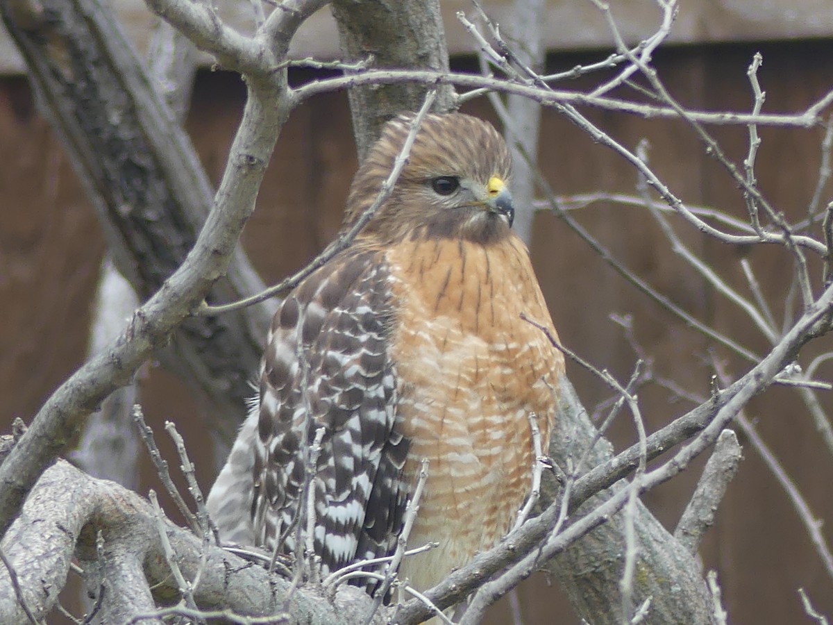 Red-shouldered Hawk - ML614731004