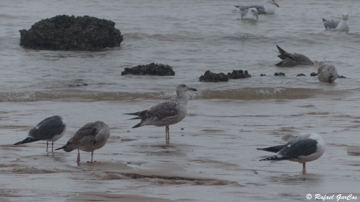 Caspian Gull - ML614731030