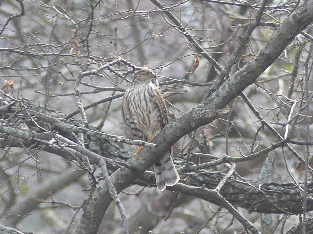 Sharp-shinned Hawk - Hank George