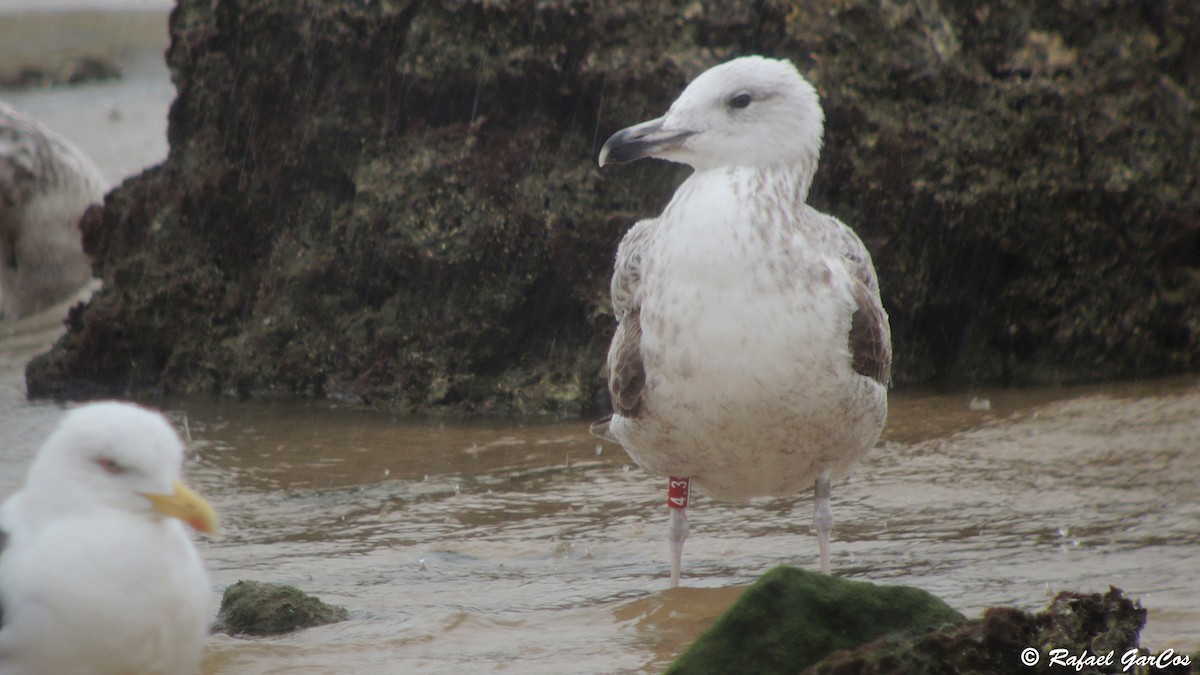 Caspian Gull - ML614731064